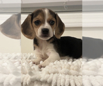 Small Photo #1 Beagle Puppy For Sale in PARAGON, IN, USA