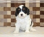 Small #3 Cavapoo (Miniature)