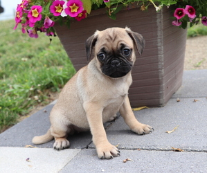 Jug Puppy for sale in SHILOH, OH, USA