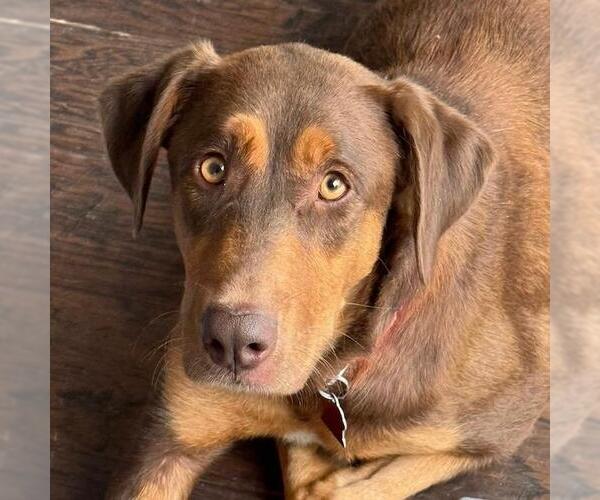 Medium Photo #3 Doberman Pinscher-Unknown Mix Puppy For Sale in San Diego, CA, USA