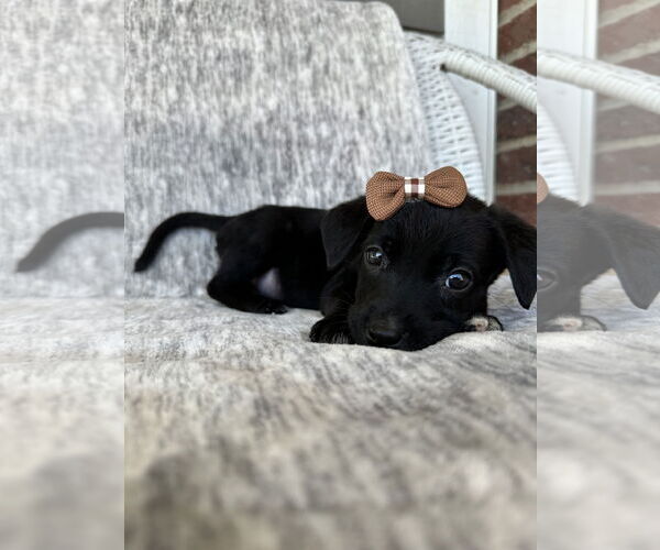 Medium Photo #2 Labrador Retriever-Unknown Mix Puppy For Sale in MIDWAY, UT, USA