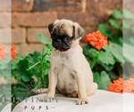 Small #1 Pug