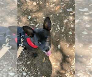 Chipin Dogs for adoption in Princeton, MN, USA
