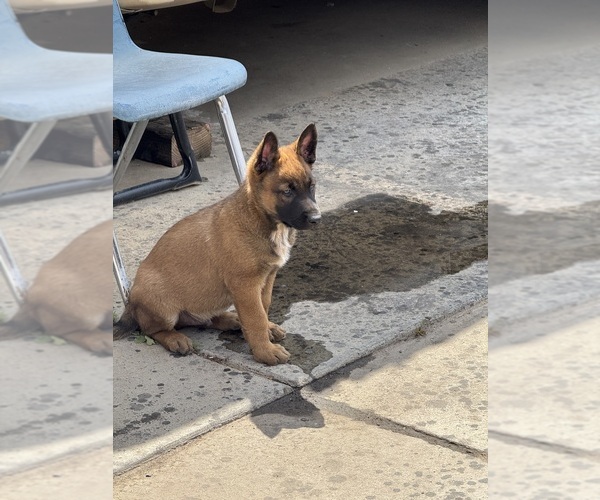 Medium Photo #1 Malinois Puppy For Sale in MADERA, CA, USA