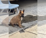 Small Malinois