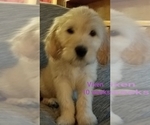 Small Photo #1 Goldendoodle Puppy For Sale in EAST POINT, GA, USA