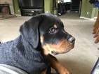 Small Photo #10 Rottweiler Puppy For Sale in OAKLEY, CA, USA
