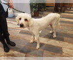 Small #16 Great Pyrenees Mix