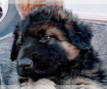 Small #3 King Shepherd