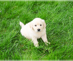 Small #3 English Cream Golden Retriever