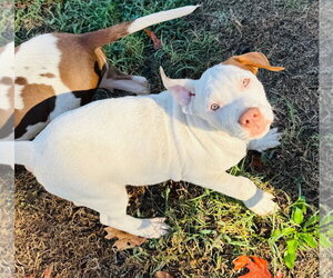 Goblin - Male Mutt Dog for Adoption - Photo #2