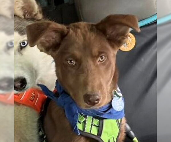 Medium Photo #1 Siberian Husky-Unknown Mix Puppy For Sale in Omaha, NE, USA