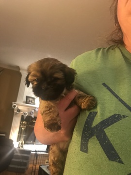 Medium Photo #1 Shih Tzu Puppy For Sale in SHAWNEE, KS, USA