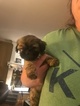 Small Photo #1 Shih Tzu Puppy For Sale in SHAWNEE, KS, USA