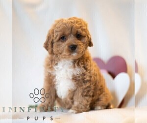 Cavapoo (Miniature) Puppy for sale in DORNSIFE, PA, USA