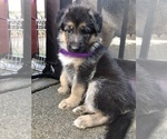 Small Photo #3 German Shepherd Dog Puppy For Sale in VALLEJO, CA, USA