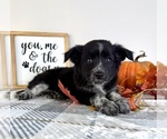 Small #1 Australian Cattle Dog-Border Collie Mix