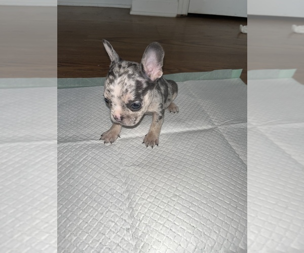 Medium Photo #1 French Bulldog Puppy For Sale in FAYETTEVILLE, NC, USA