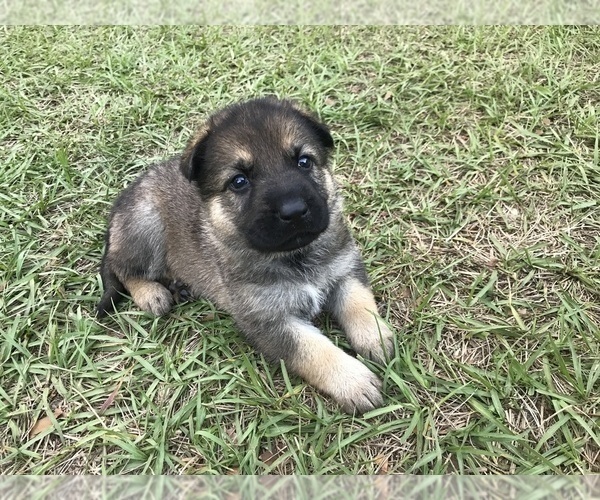 Medium Photo #23 German Shepherd Dog Puppy For Sale in ZEPHYRHILLS, FL, USA