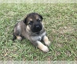 Small Photo #23 German Shepherd Dog Puppy For Sale in ZEPHYRHILLS, FL, USA