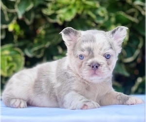 French Bulldog Puppy for sale in LOUISVILLE, KY, USA