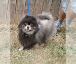Small #11 Pomeranian