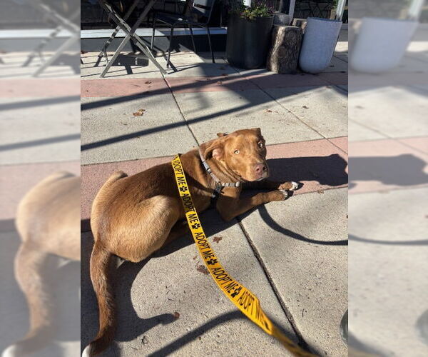 Medium Photo #3 Labrador Retriever-Unknown Mix Puppy For Sale in MIDWAY, UT, USA