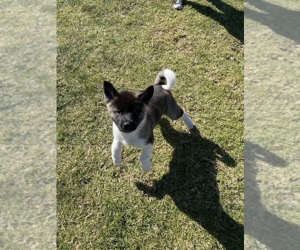 Medium Photo #3 Akita Puppy For Sale in FONTANA, CA, USA