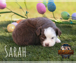 Small Photo #18 Miniature Australian Shepherd Puppy For Sale in GRANBURY, TX, USA