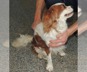 Father of the Cavalier King Charles Spaniel puppies born on 08/26/2023