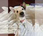 Small Photo #2 Mutt Puppy For Sale in Davis, CA, USA