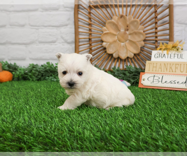 Medium Photo #5 West Highland White Terrier Puppy For Sale in SYRACUSE, IN, USA