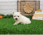 Small #4 West Highland White Terrier