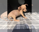 Small Photo #14 Chiweenie Puppy For Sale in SAINT AUGUSTINE, FL, USA