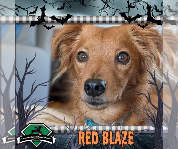 Medium Photo #1 Dachshund-Unknown Mix Puppy For Sale in San Antonio, TX, USA