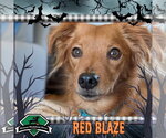 Red Blaze - Male Dachshund-Unknown Mix Dog for Adoption - Small photo