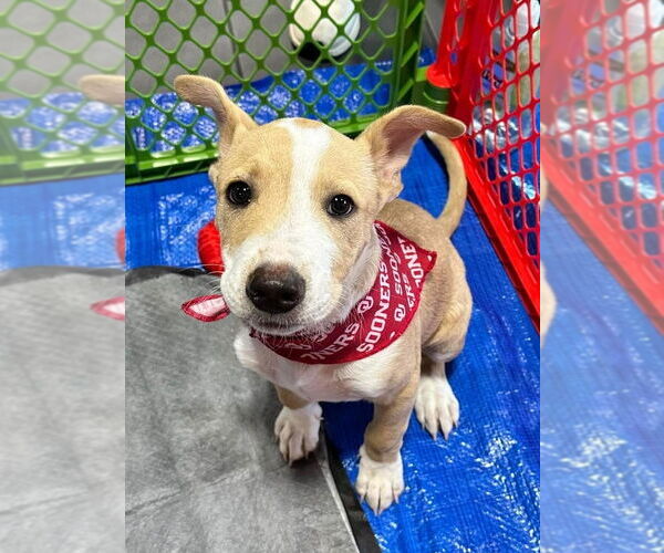 Medium Photo #2 American Pit Bull Terrier-Chihuahua Mix Puppy For Sale in OKLAHOMA CITY, OK, USA