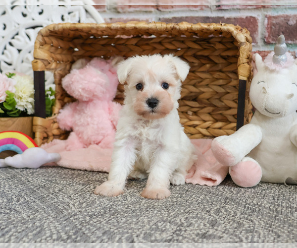 Medium Photo #8 Schnauzer (Miniature) Puppy For Sale in SYRACUSE, IN, USA