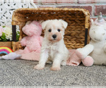 Small #7 Schnauzer (Miniature)