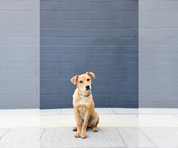 Medium Photo #3 Catahoula Leopard Dog-Labrador Retriever Mix Puppy For Sale in Sandy, UT, USA