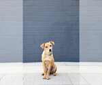 Small #2 Catahoula Leopard Dog-Labrador Retriever Mix