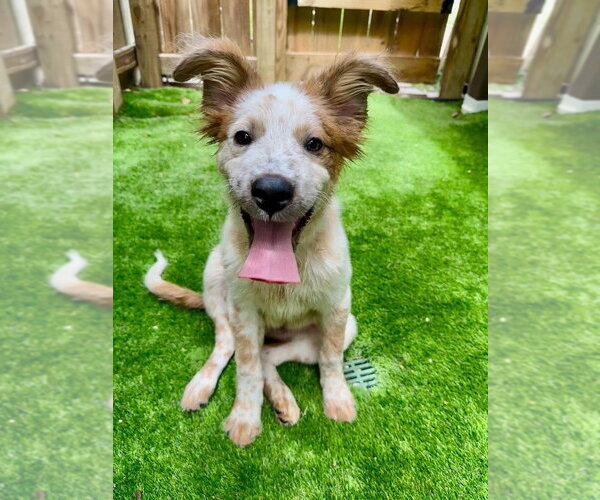 Medium Photo #2 Australian Shepherd-Chow Chow Mix Puppy For Sale in Lakewood, CO, USA