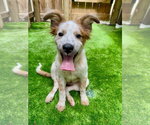 Small #1 Australian Shepherd-Chow Chow Mix