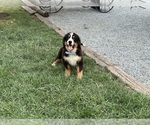 Small Bernese Mountain Dog