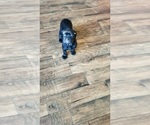 Puppy Black Female Cane Corso-Rottweiler Mix
