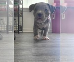 Small Photo #2 American Bully Puppy For Sale in GLEN BURNIE, MD, USA