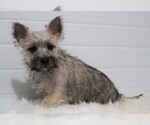Small Photo #1 Cairn Terrier Puppy For Sale in APPLE CREEK, OH, USA