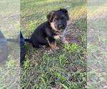 Small Photo #8 German Shepherd Dog Puppy For Sale in COLUMBIA, SC, USA