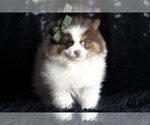 Small Photo #102 Pomeranian Puppy For Sale in WARSAW, IN, USA
