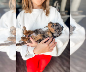 Goldendoodle (Miniature) Puppy for sale in MILLERSBURG, OH, USA